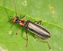 Podabrus intrusus - photo 4
