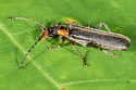 Podabrus intrusus - photo 5