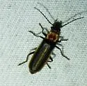 Podabrus knobeli - Podabrus knobeli