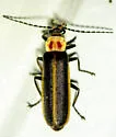 Podabrus knobeli - photo 2