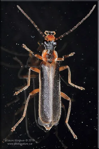 Podabrus modestus - Podabrus modestus