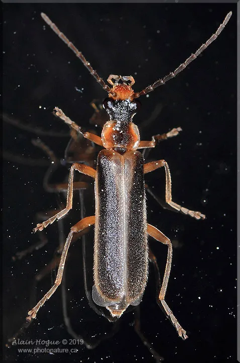 Podabrus modestus - photo 2