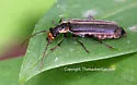 Podabrus nothoides - Podabrus nothoides