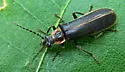 Podabrus nothoides - photo 2