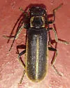 Podabrus nothoides - photo 3