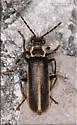 Podabrus nothoides - photo 4