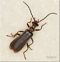 Podabrus nothoides - photo 5