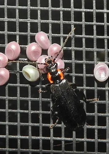 Podabrus planulus - Podabrus planulus