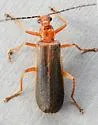 Podabrus protensus - photo 3