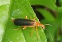Podabrus protensus - photo 4
