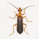 Podabrus protensus - photo 5