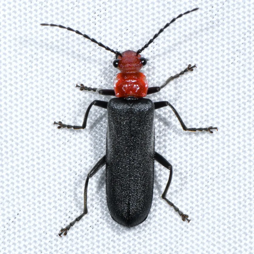 Podabrus pruinosus - photo 2