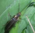 Podabrus punctulatus - Podabrus punctulatus