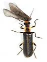 Podabrus punctulatus - photo 4