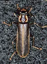 Podabrus punctulatus - photo 5