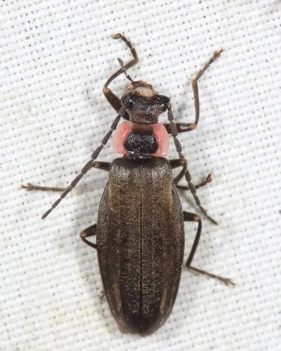 Podabrus pygmaeus - photo 2