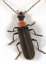 Podabrus quadratus - Podabrus quadratus