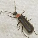 Podabrus quadratus - photo 2