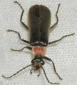 Podabrus quadratus - photo 3