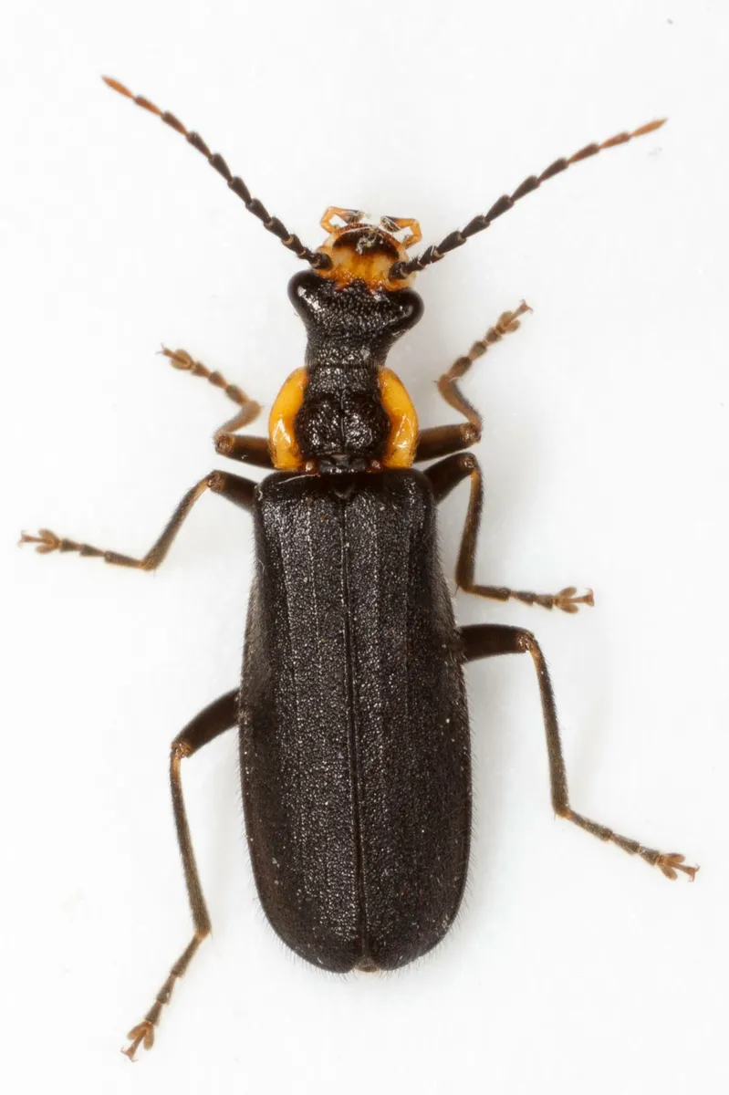 Podabrus rugosulus - photo 2