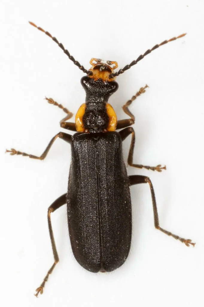 Podabrus rugosulus - photo 3
