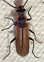 Podabrus sp-one-calif - photo 2