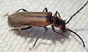 Podabrus sp-one-calif - photo 3