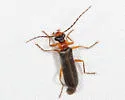 Podabrus sp-three-mass - photo 2