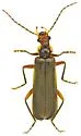 Podabrus sp-two-ariz - photo 2