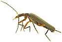 Podabrus sp-two-ariz - photo 4