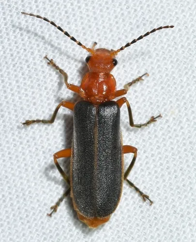 Tomentous Soldier Beetle - photo 2