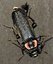 Podabrus tricostatus - Podabrus tricostatus