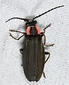 Podabrus tricostatus - photo 2