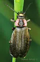 Podabrus tricostatus - photo 4
