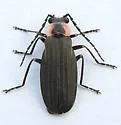 Podabrus tricostatus - photo 5