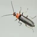 Podabrus vernalis - Podabrus vernalis