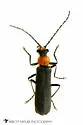 Podabrus vernalis - photo 4