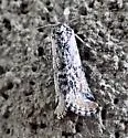 Podagra crassipes - Hodges#9845 - photo 2