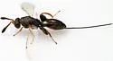 Podagrion crassiclava