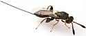 Podagrion crassiclava - photo 3
