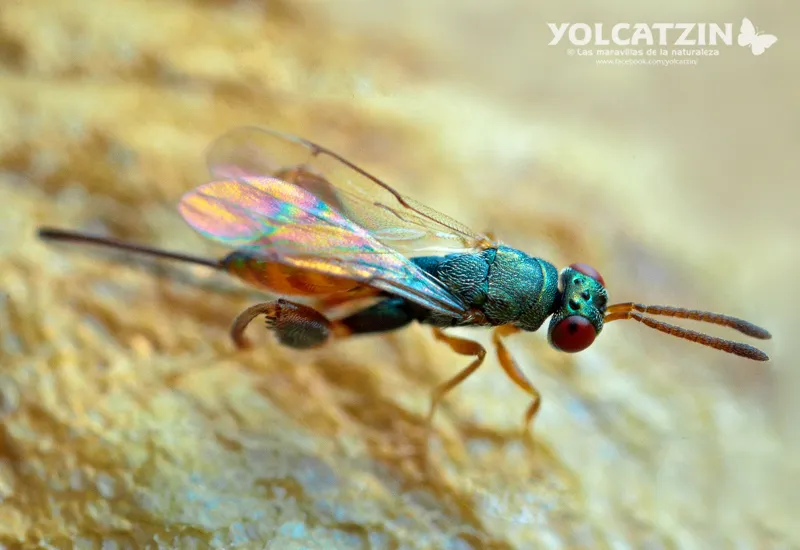 Podagrion mantis