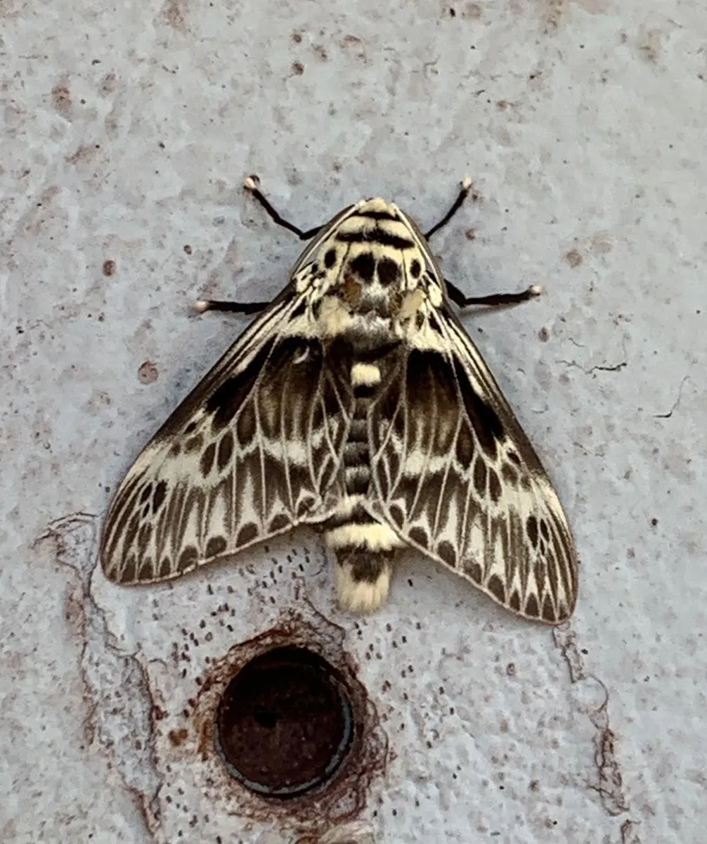 Podalia orsilochus - photo 3