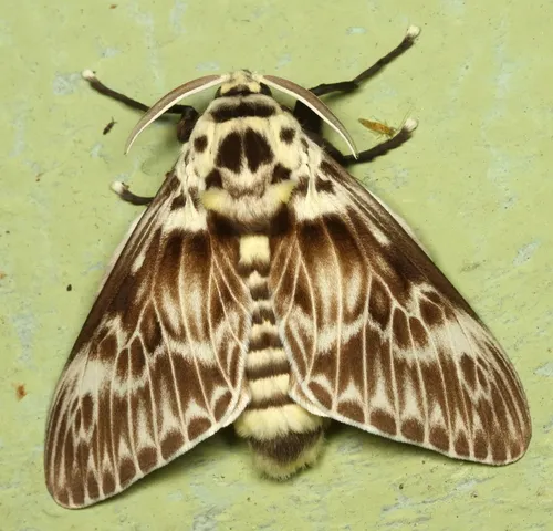 Podalia orsilochus - photo 6
