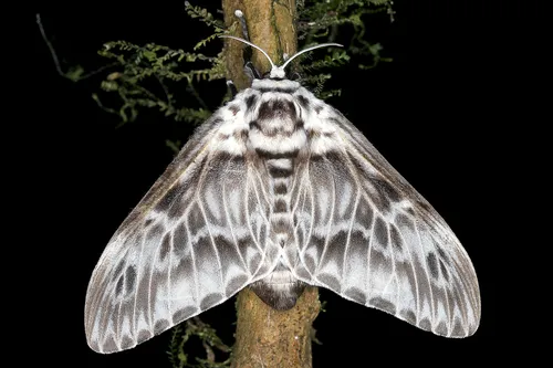 Podalia orsilochus - photo 7