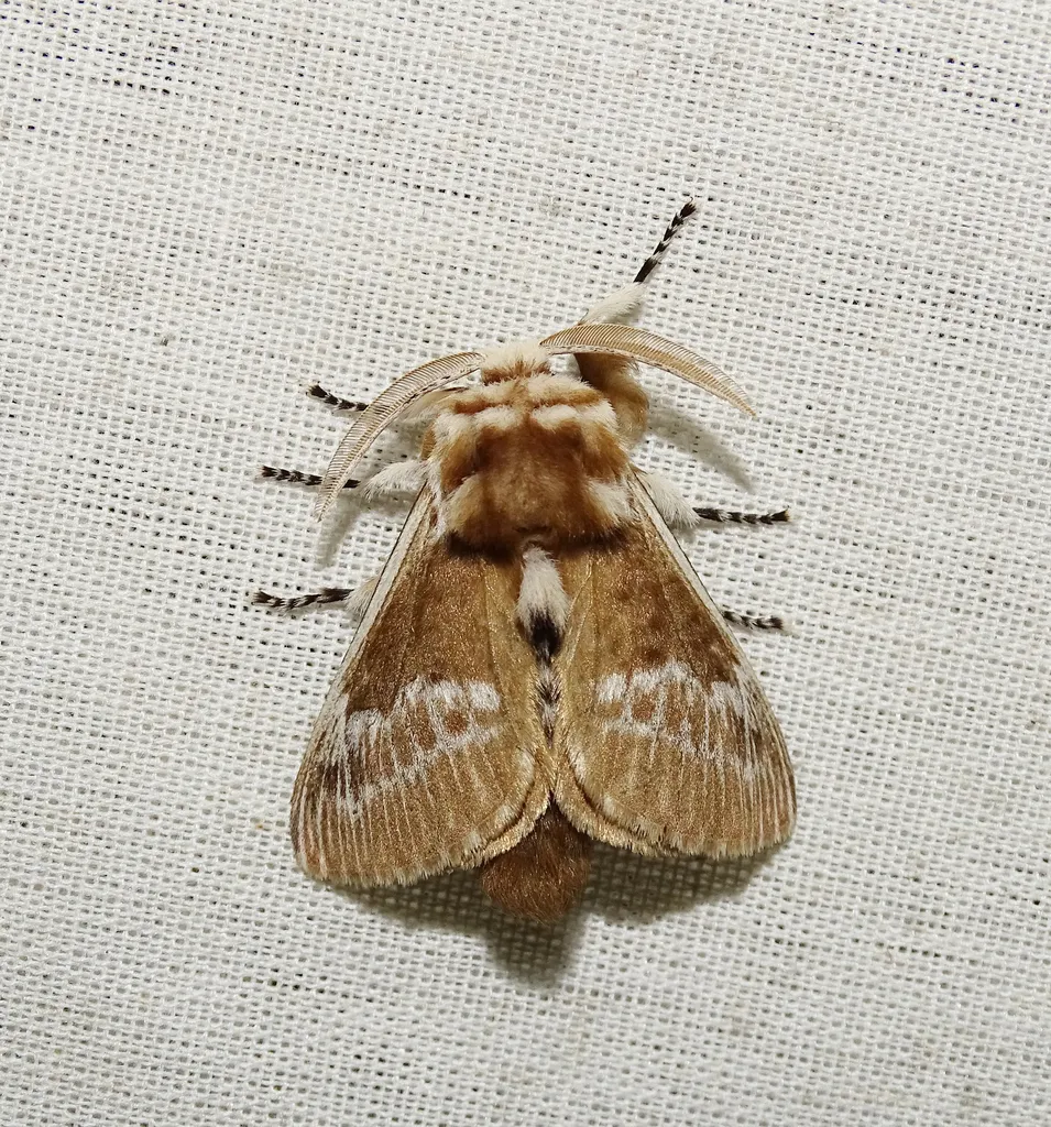 Podalia walkeri - photo 2