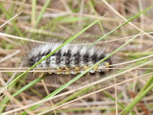 Podalia walkeri - photo 4