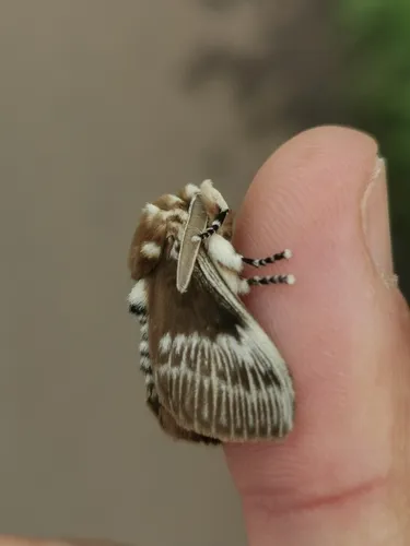 Podalia walkeri - photo 5