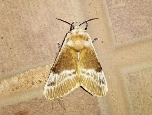 Podalia walkeri - photo 6