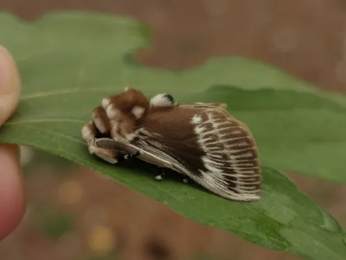 Podalia walkeri - photo 7