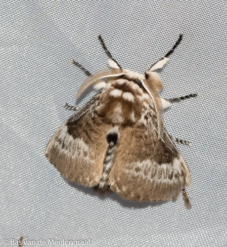 Podalia walkeri - photo 8